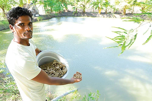 பிண்ணாக்கு