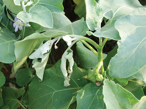 வளர் தண்டுகளில் தென்படும் ஆரம்பகட்ட சேதம்