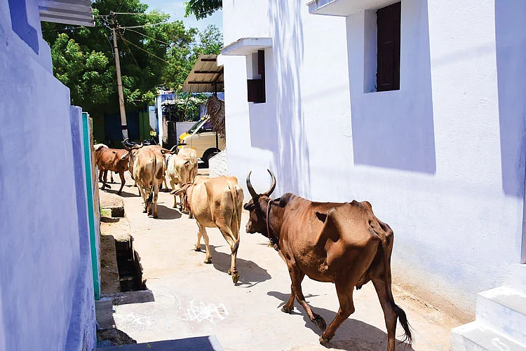 மேய்ச்சலுக்குச் செல்லும் மாடுகள்