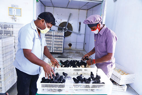 கோழிக்குஞ்சுகள்