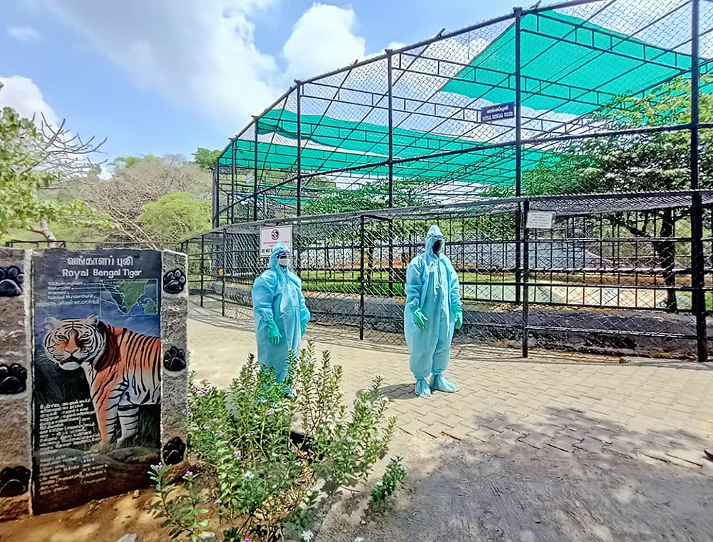 மிருகங்களுக்கான கொரோனா பரிசோதனை மையம் சென்னையில் அமைக்கப்பட வேண்டும்!