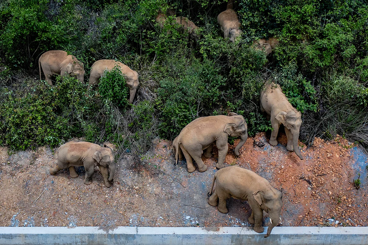 Viral China Elephants