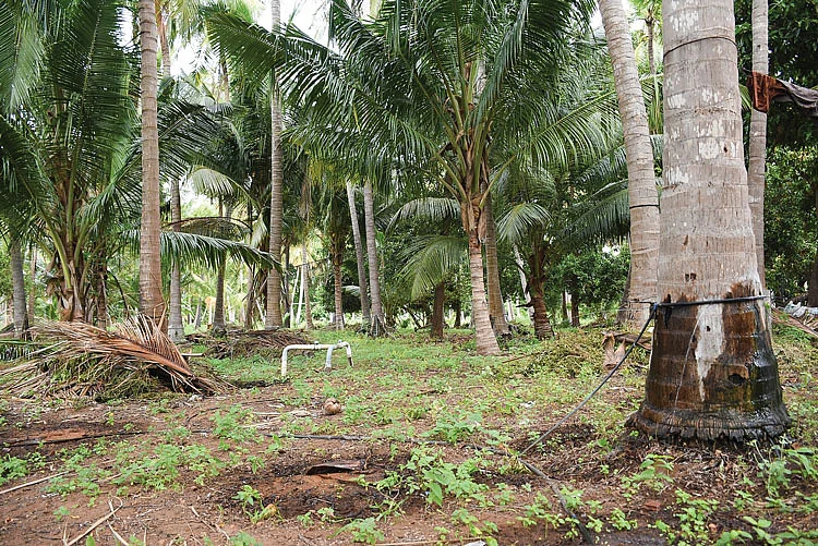 தென்னை மரத்தைச் சுற்றி விழும் தண்ணீர்