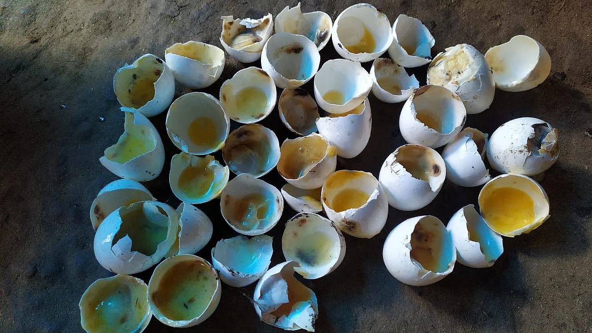 அழுகிய முட்டைகள் விநியோகம்