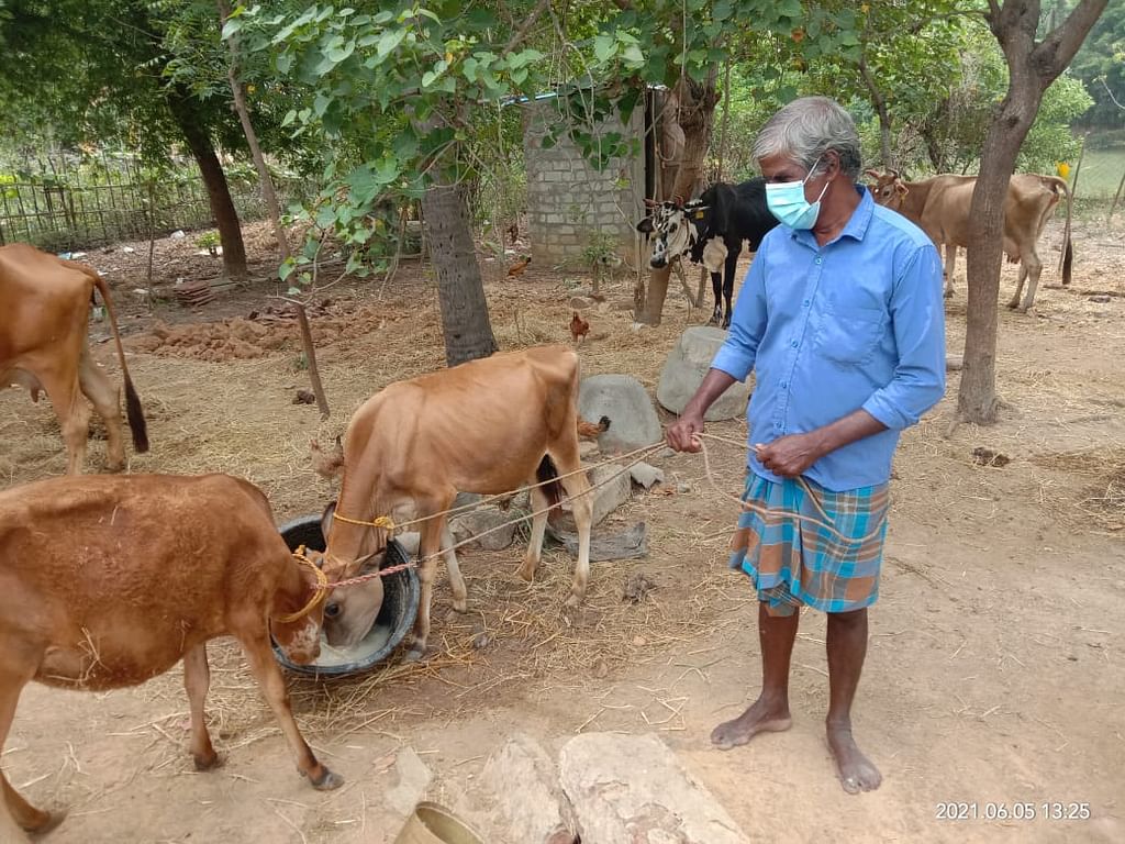 வளர்த்த கன்றுகுட்டிகளுடன் ரவிச்சந்திரன்
