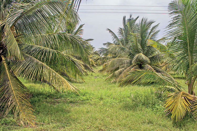 தென்னந்தோட்டம்