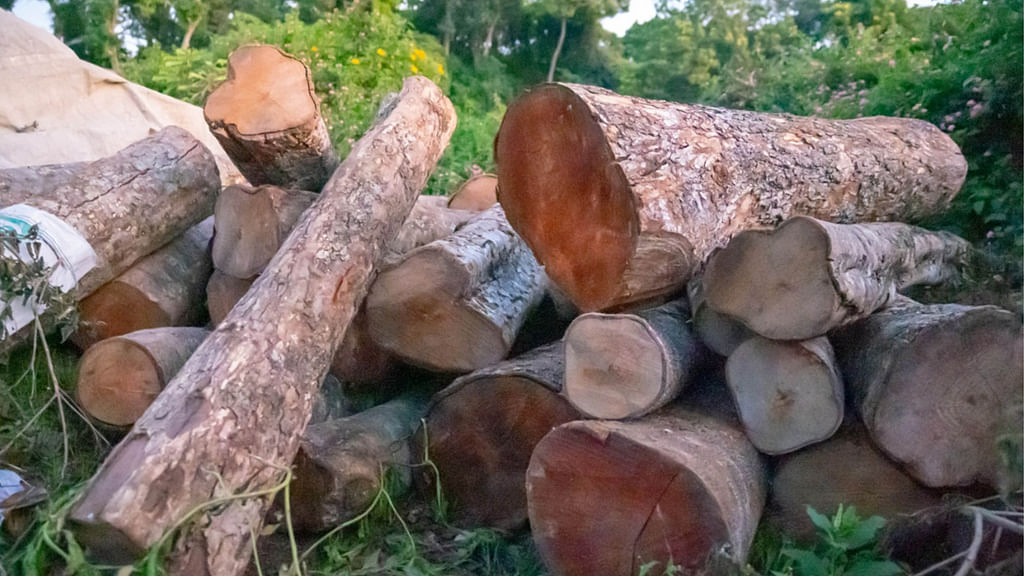 கோத்தகிரி காட்டு மரங்கள்...