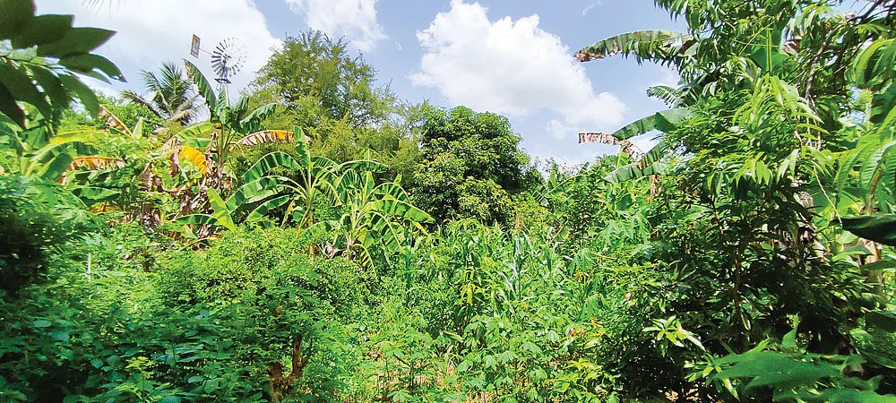 பலவித பயிர்கள் வளரும் உணவுக்காடு