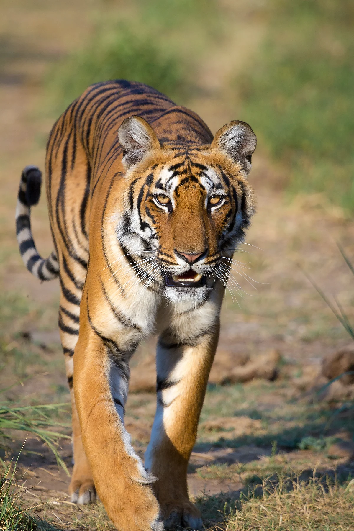 Jim Corbett National Park