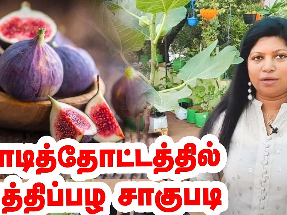 மாடித்தோட்டத்தில் அத்திப்பழ சாகுபடி | Fig Fruit in Terrace Garden