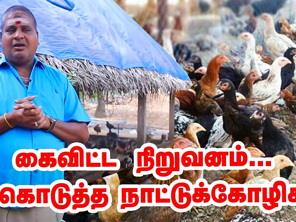 கைவிட்ட கார்ப்பரேட் நிறுவனம்; கைகொடுத்த நாட்டுக்கோழிகள்! | Poultry Farming