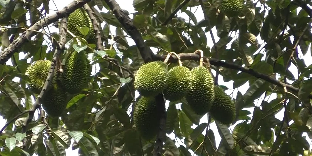 துரியன்