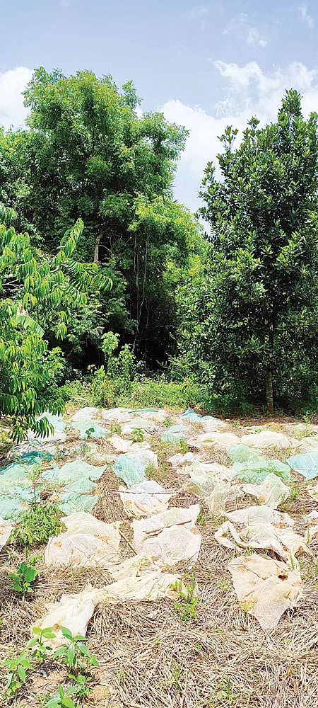 மட்கும் உரம்