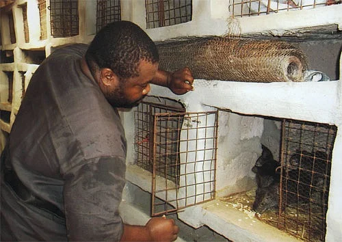 Nigerian Grasscutter farming