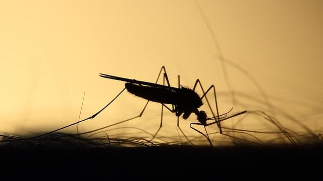 Mosquito (Representational Image)