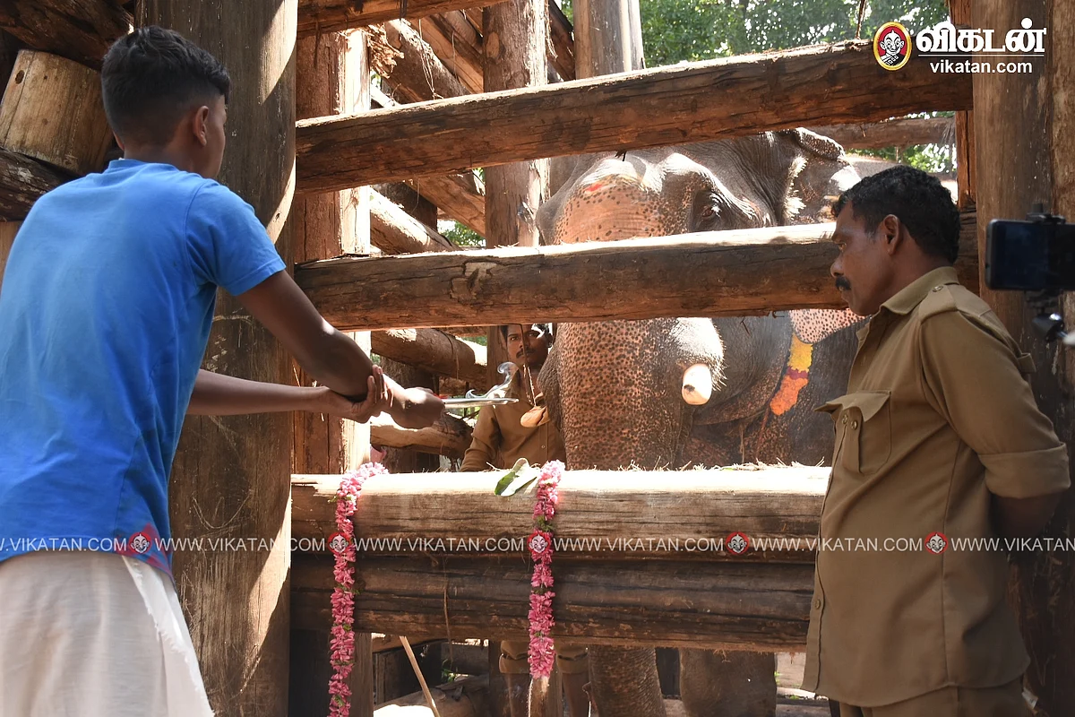 140 நாள் சிறையிலிருந்து வெளிவந்த கொம்பன் யானை.