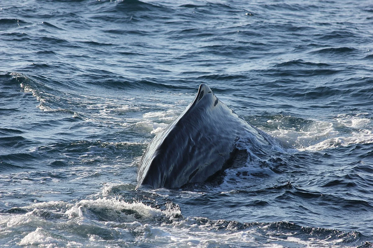 Sperm Whale