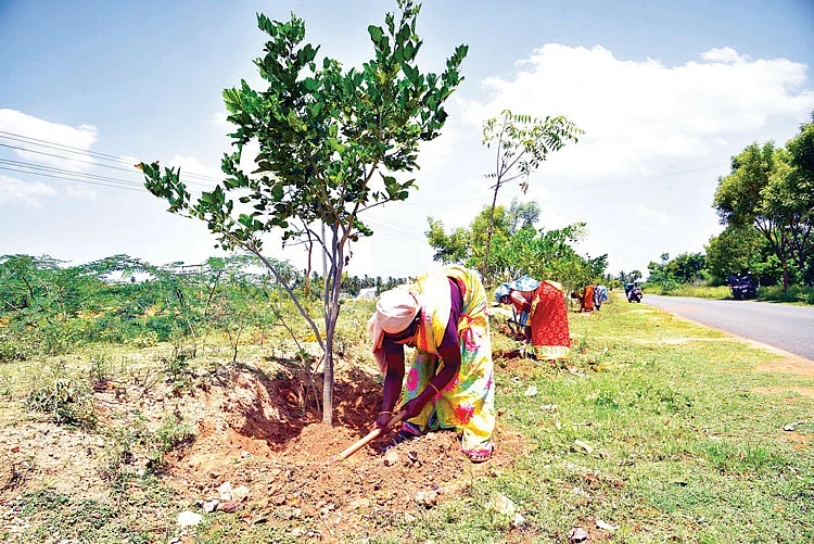 ஏரியின் கரையில் வளர்க்கப்படும் மரங்கள்