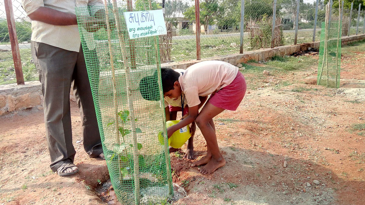 மரக்கன்று வைக்கும் மாணவர்