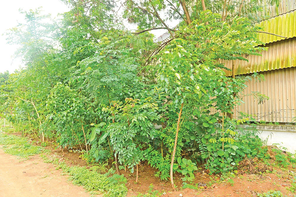 மியாவாகி காடு வளர்ப்பு முறை