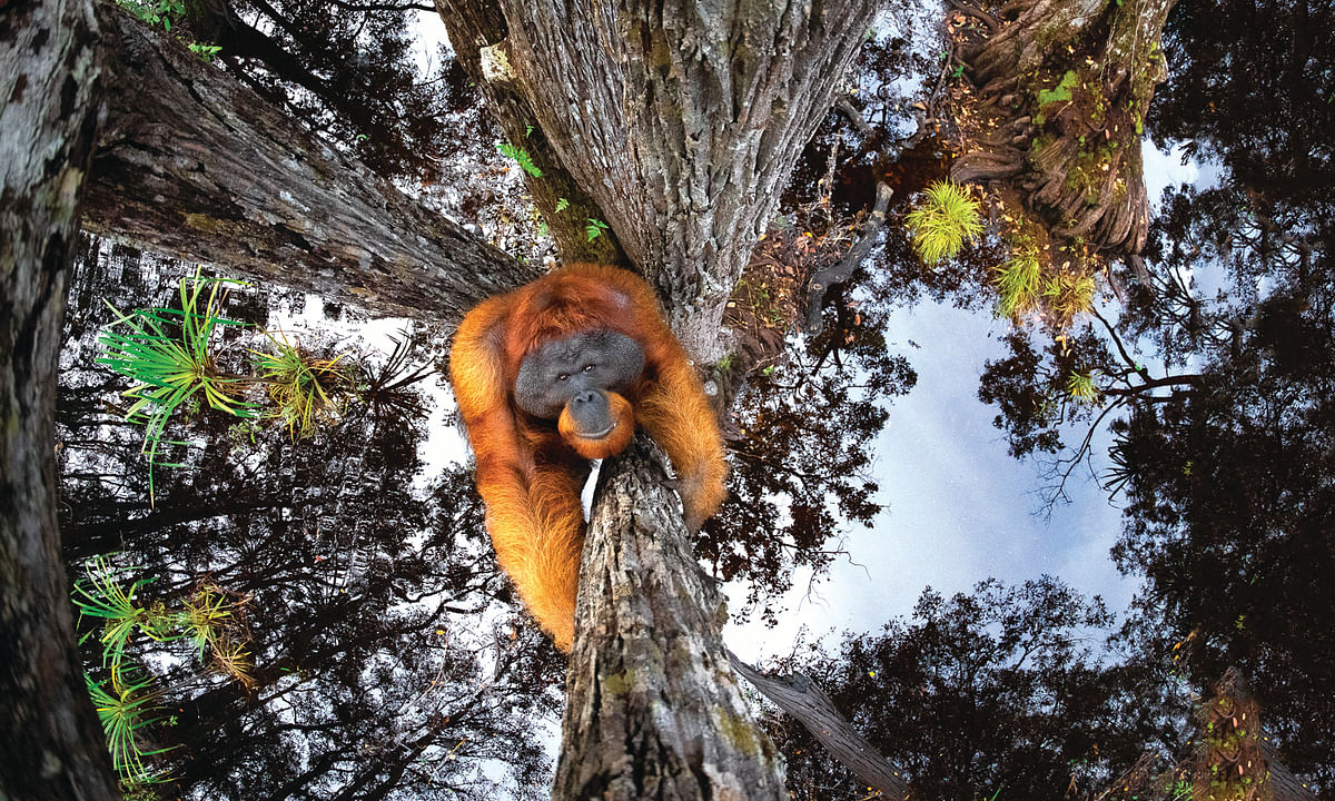 Orangutan - Wild Life Award Winning Photograph