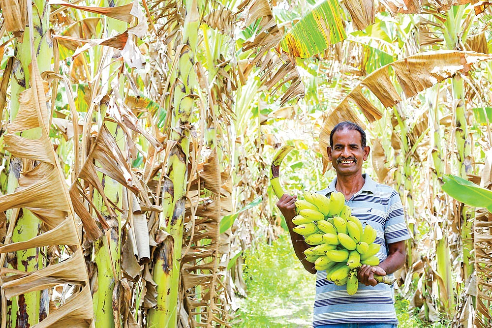 வாழைக்குலையுடன் மணிகண்டன்