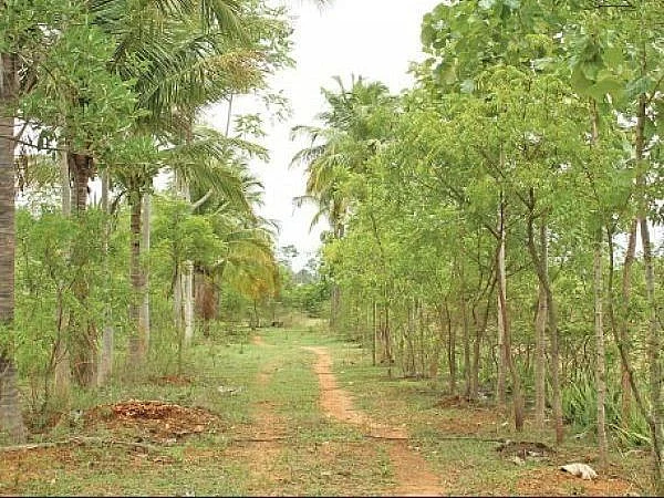 மரம் வளர்க்க ஆசைப்படுபவரா நீங்கள்? உங்களுக்கு வழிகாட்டும் செயலிகள் இதோ!