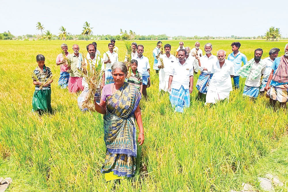 பாதிக்கப்பட்ட விவசாயிகள்