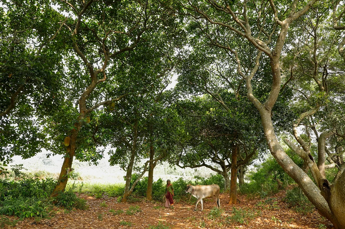 பச்சைமலை