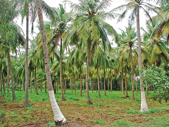 `செயலி மூலம் மரங்கள் கணக்கெடுப்பு; கூடவே இதையும் செய்யுங்கள்!' - அரசுக்கு ஆர்வலரின் கோரிக்கை