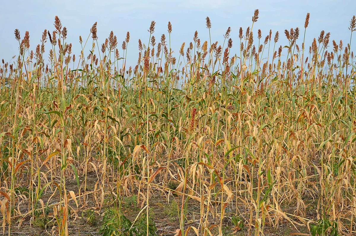 Millet (Representational Image)