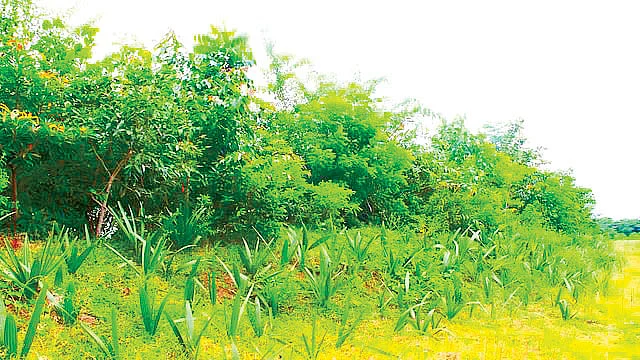மியாவாகி காடு வளர்ப்பு முறை