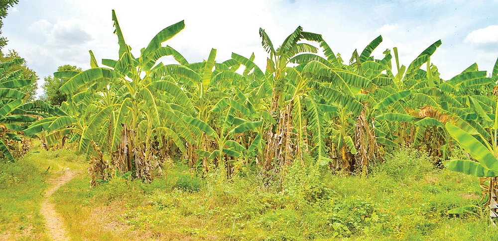 கற்பூரவள்ளி வாழைத்தோட்டம்