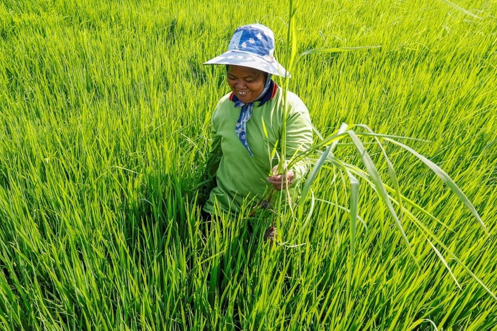 Farming in Thailand