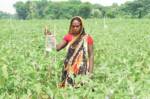 வங்கதேச பெண் விவசாயி - கத்திரி காய்ப்புழுவின் இனக்கவர்ச்சிப் பொறிகளுடன்
