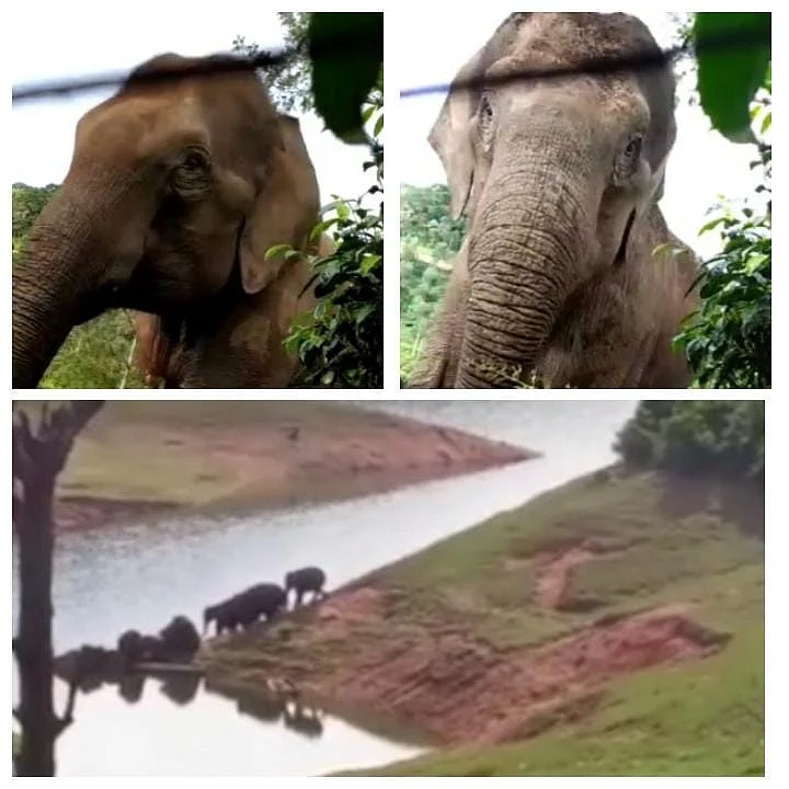 விமலாவைத் தாக்கிய யானைக்கூட்டம்