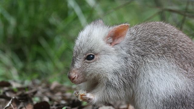 Rat (Representational Image)