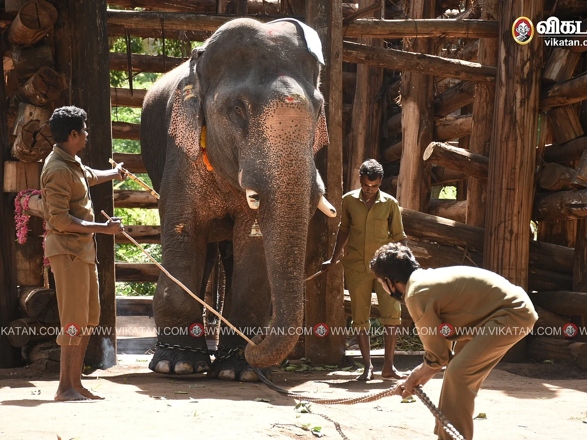 140 நாள்களுக்குப் பின் கூண்டிலிருந்து வெளியே வந்த கொம்பன்; பாகனாகப் பொறுப்பேற்ற பழங்குடி இளைஞர்!