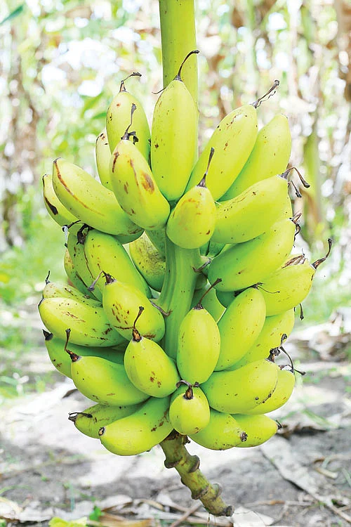 ரஸ்தாளி