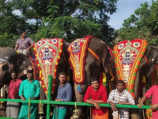 காட்டு யானைகள் கோயிலுக்குள் வந்த வரலாறு - கோயில் யானைகளிடம் நாம் ஆசிர்வாதம் வாங்குவது ஏன்?