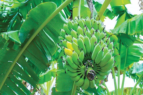 கற்பூரவள்ளி வாழை