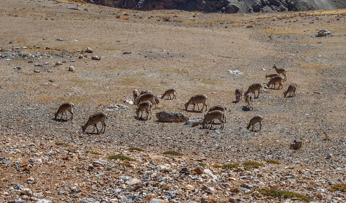 Himalayan Ibex, a rare sighting in Ladakh