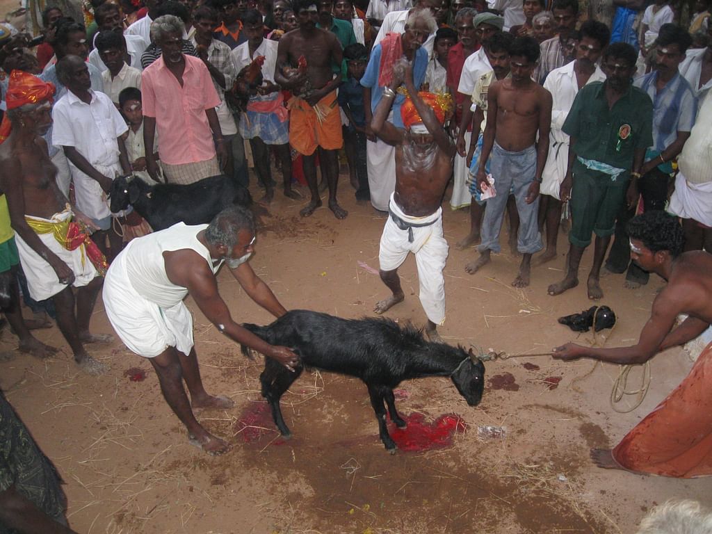 தெய்வத்திற்குக் காணிக்கை - கிடாவெட்டு