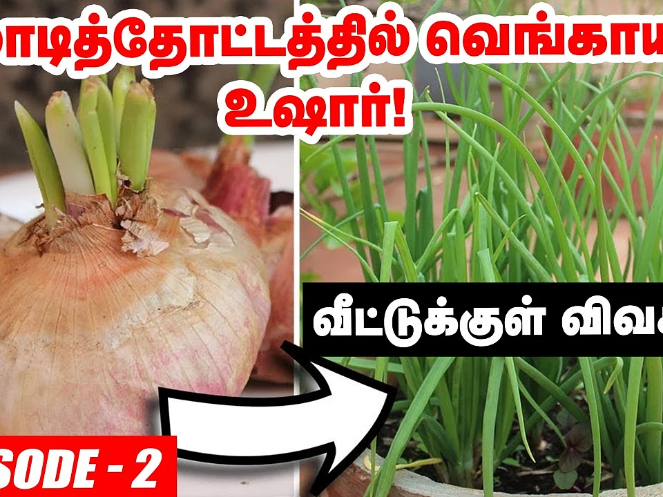 மாடித்தோட்டத்தில் வெங்காயம் - உஷாராக இருக்க வேண்டிய நேரம் இது! | Terrace Garden