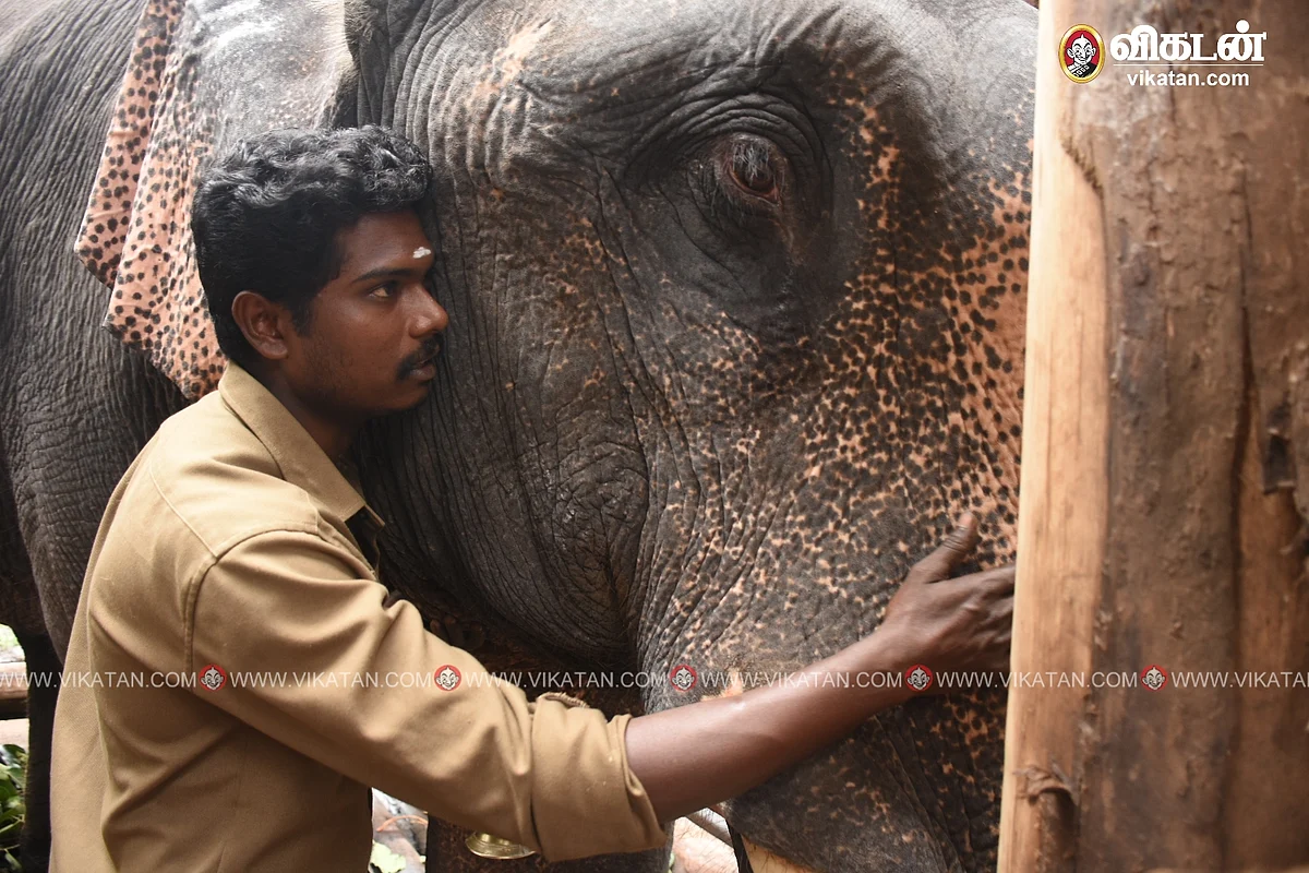 140 நாள் சிறையிலிருந்து வெளிவந்த கொம்பன் யானை.