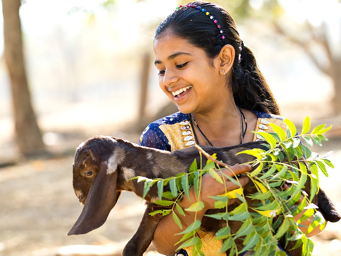 கோழி, ஆடு, மாடு, முயல்... வளமான வருமானம் தரும் கால்நடை வளர்ப்பு! - ஒரு முழுமையான வழிகாட்டி