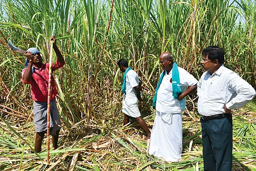 கரும்பு அறுவடையில் அந்தோணிசாமி மற்றும் அதிகாரிகள்