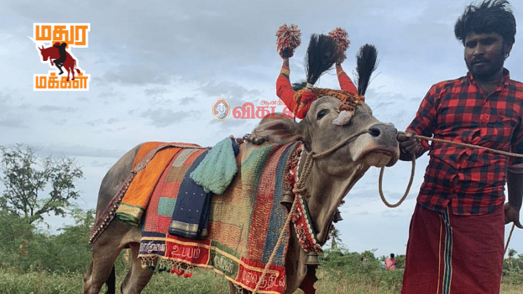 மதுர மக்கள்: பூம் பூம் மாட்டுக்காரர்கள்