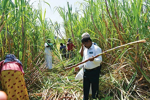 கரும்பு அறுவடையில் அந்தோணிசாமி மற்றும் அதிகாரிகள்
