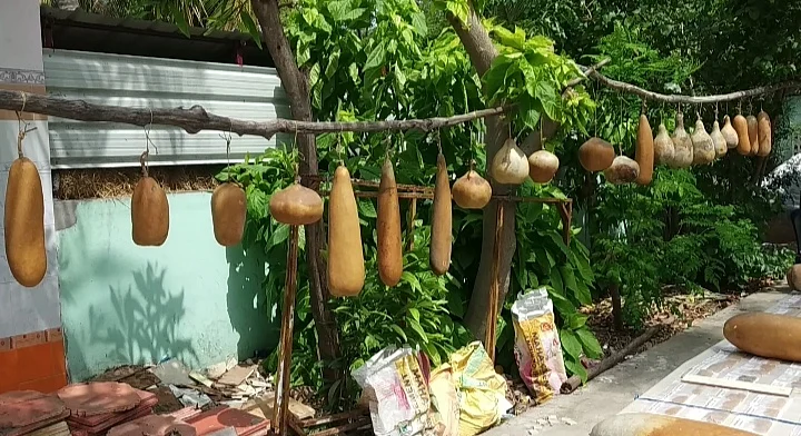 சுரக்காய் வகைகள்